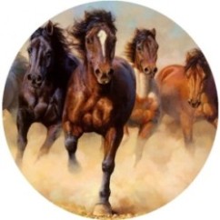 Cialda Cavalli | Graziano Sas